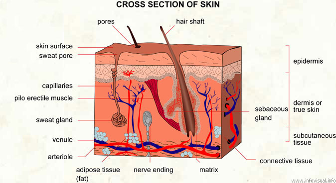 skin